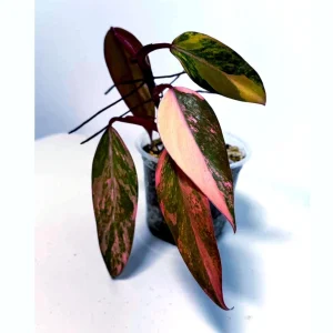 Variegated Philodendron Strawberry Shake Live Plant - Rare Houseplant - Image 1