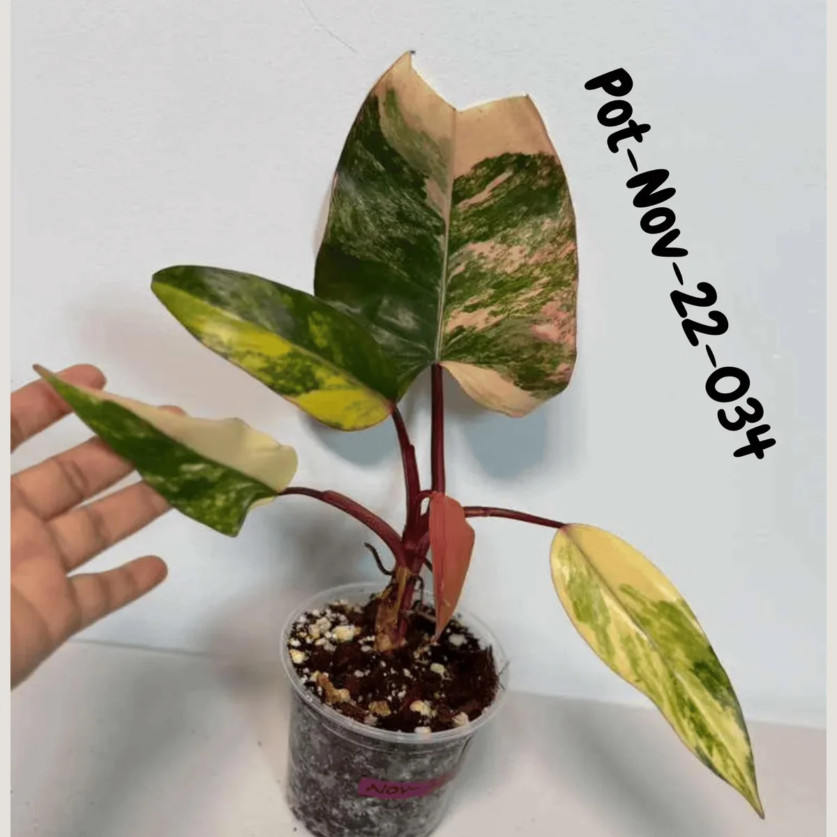 Variegated Philodendron Strawberry Shake Live Plant - Rare Pink & Yellow Foliage Houseplant - Image 9