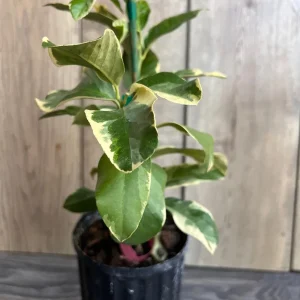 Variegated Pink Lemon in half Gallon Pot, air layered, Florida Shipping Only - Image 3