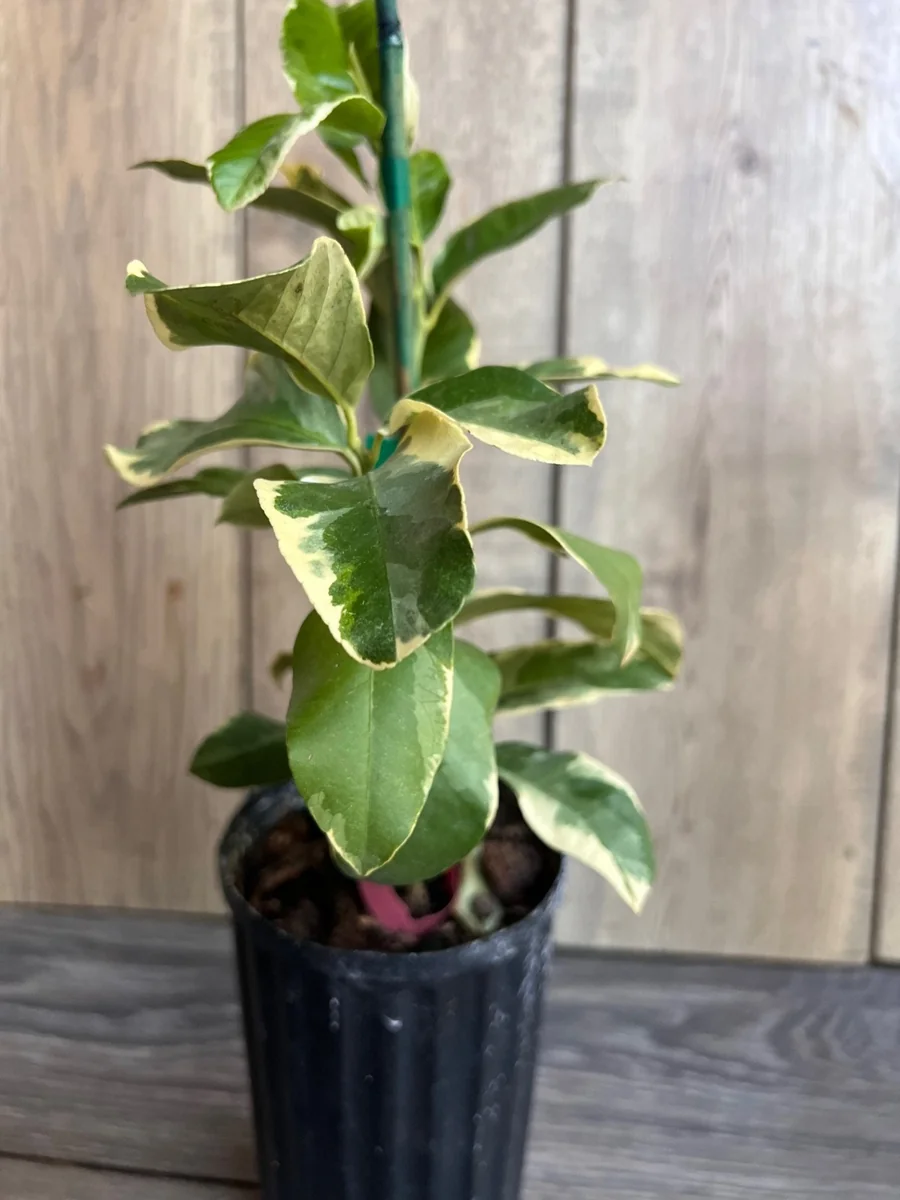 Variegated Pink Lemon in half Gallon Pot, air layered, Florida Shipping Only - Image 3