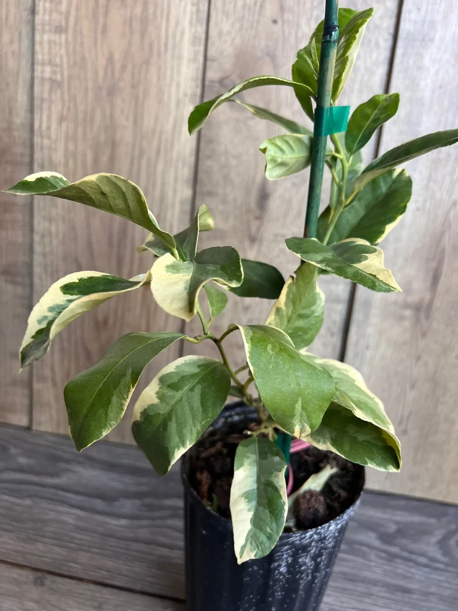 Variegated Pink Lemon in half Gallon Pot, air layered, Florida Shipping Only - Image 4