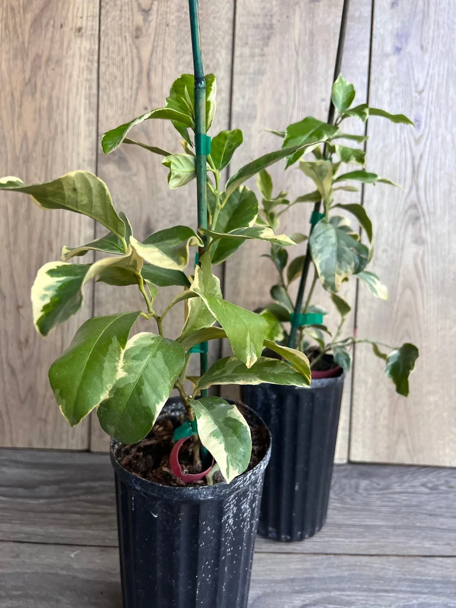 Variegated Pink Lemon in half Gallon Pot, air layered, Florida Shipping Only - Image 5