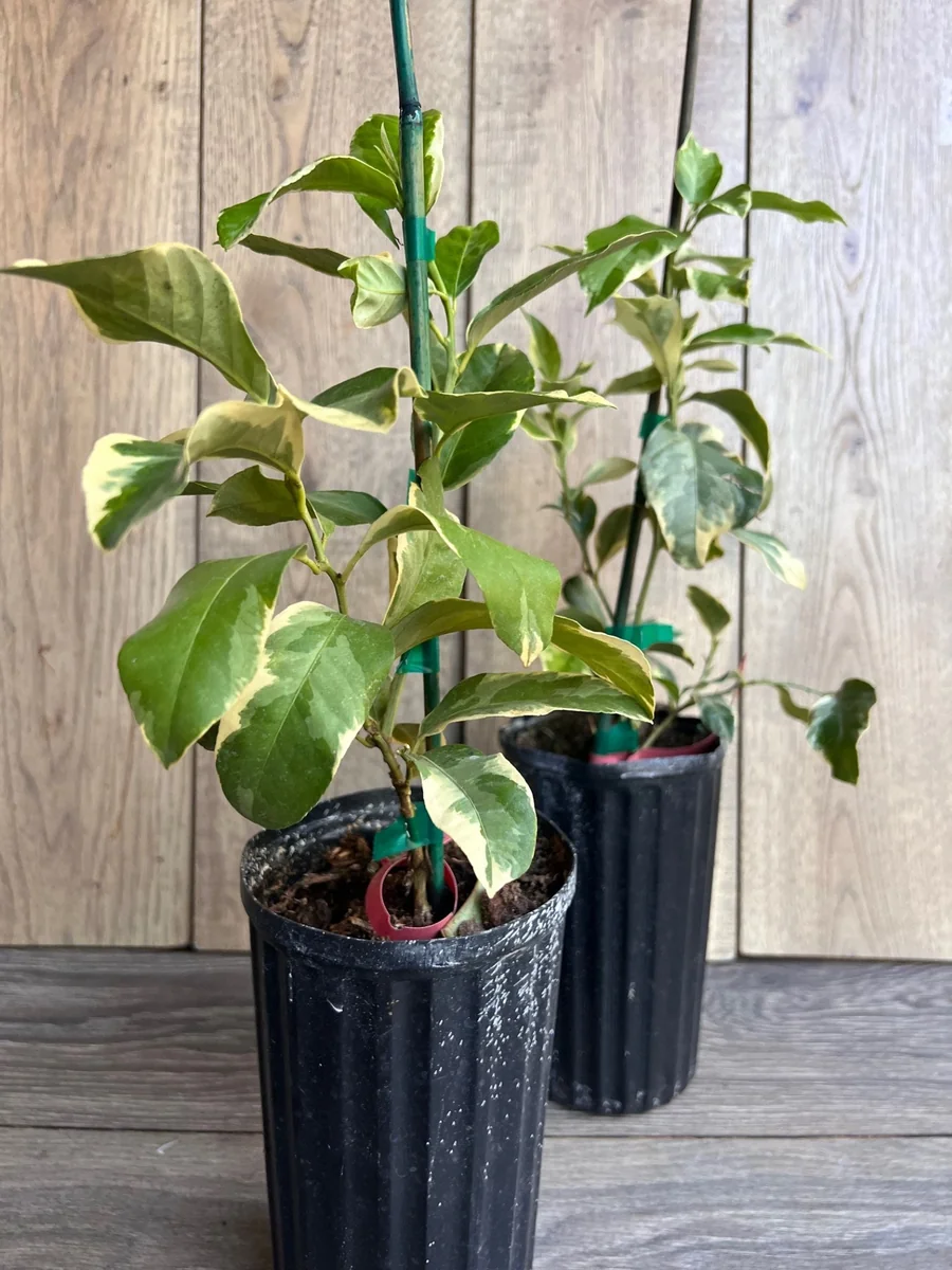 Variegated Pink Lemon in half Gallon Pot, air layered, Florida Shipping Only - Image 6