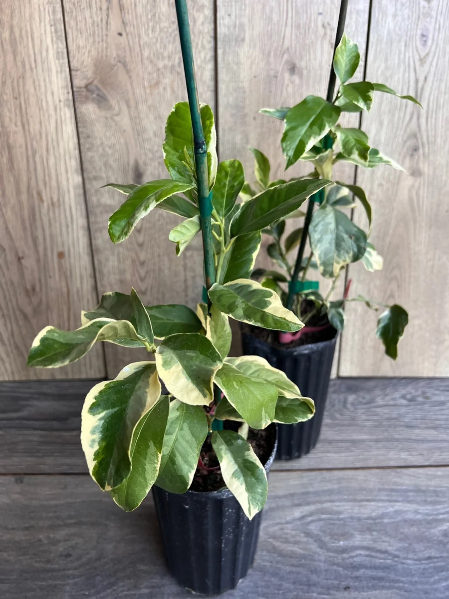 Variegated Pink Lemon in half Gallon Pot, air layered, Florida Shipping Only - Image 7