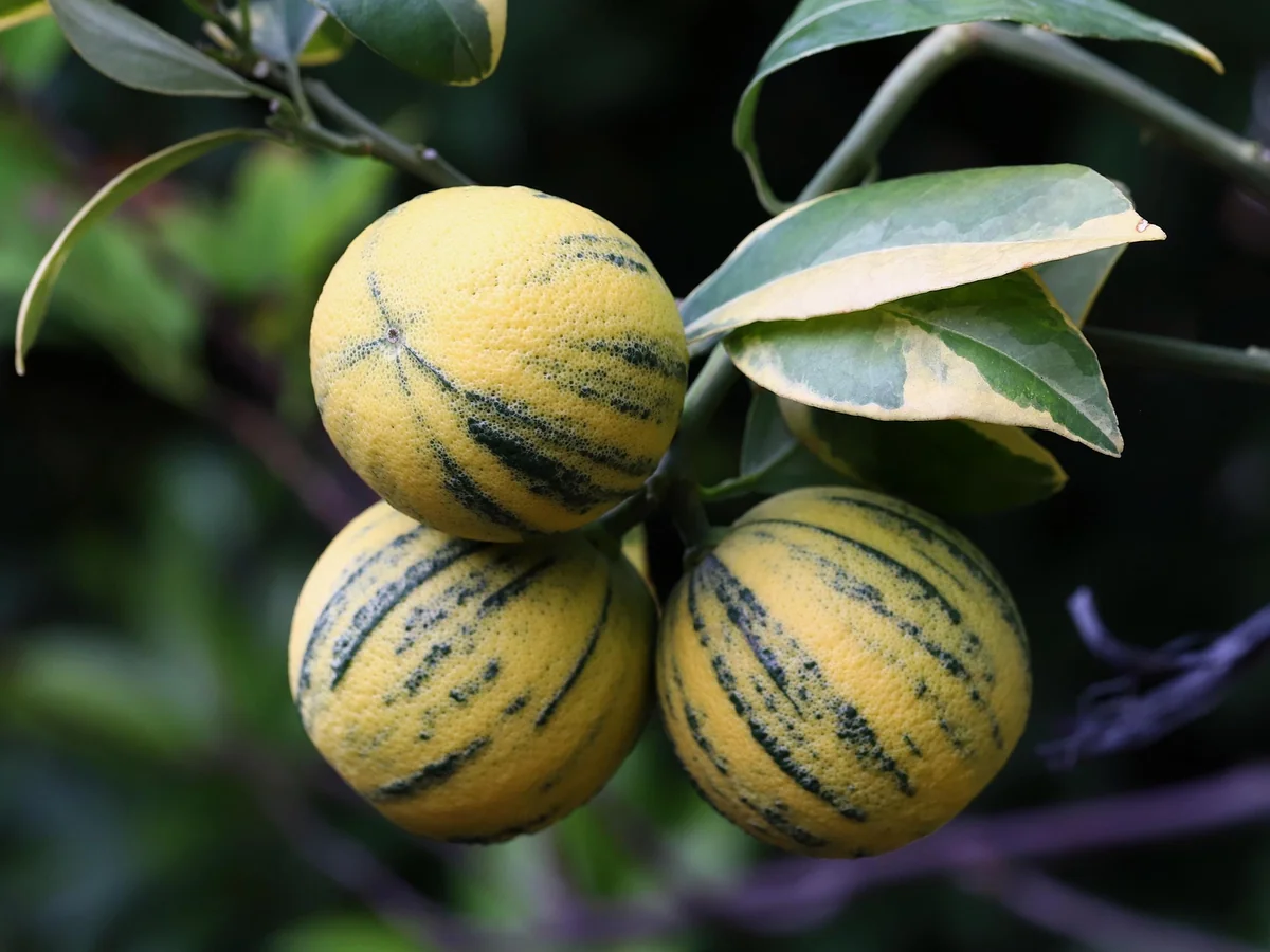 Variegated Pink Lemon in half Gallon Pot, air layered, Florida Shipping Only - Image 1