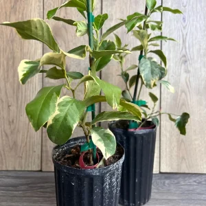 Variegated Pink Lemon Live Plant - 1/2 Gallon Pot - Indoor/Outdoor Fruit Tree - Image 5