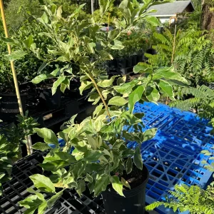 Variegated Pink Lemon Tree - Live Plant, 2 Gallon, 2 Feet Tall, Outdoor Citrus - Image 4