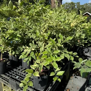 Variegated Pink Lemon Tree - Live Plant, 2 Gallon, 2 Feet Tall, Outdoor Citrus - Image 5