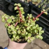 Variegated Rainbow Elephant Bush Portulacaria afra Live Plant - 2in or 4in Pot - Image 1