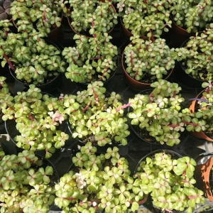 Variegated Rainbow Elephant Bush Portulacaria afra Live Plant - 2in or 4in Pot - Image 4