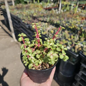 Variegated Rainbow Elephant Bush Portulacaria afra Live Plant - 2in or 4in Pot - Image 5