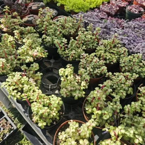 Variegated Rainbow Elephant Bush Portulacaria afra Live Plant - 2in or 4in Pot - Image 6