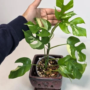 Variegated Rhaphidophora Tetrasperma Albo Live Plant - Mini Monstera - Indoor - Image 1