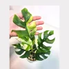 Variegated Rhaphidophora Tetrasperma Albo Live Plant – Mini Monstera Potted Houseplant - Image 1