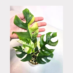 Variegated Rhaphidophora Tetrasperma Albo Live Plant – Mini Monstera Potted Houseplant - Image 1