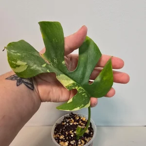 Variegated Rhaphidophora Tetrasperma Albo Live Plant - Mini Monstera Rare Indoor - Image 1