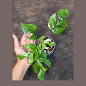 Variegated Rhaphidophora Tetrasperma Albo Live Plant - Mini Monstera - Indoor Houseplant - Image 1