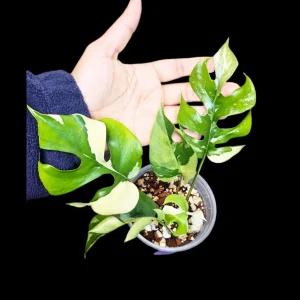 Variegated Rhaphidophora Tetrasperma Albo Live Plant - Mini Monstera Houseplant - Image 1