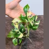 Variegated Rhaphidophora Tetrasperma Albo Live Plant - Mini Monstera Houseplant - Image 1