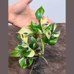 Variegated Rhaphidophora Tetrasperma Albo Live Plant - Mini Monstera - Exact Collector Plant - Image 2