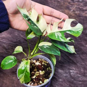 Variegated Rhaphidophora Tetrasperma Albo Live Plant - Mini Monstera Houseplant - Image 2