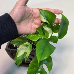 Variegated Rhaphidophora Tetrasperma Albo Live Plant - Mini Monstera - Image 2