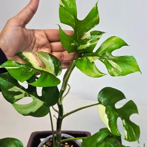Variegated Rhaphidophora Tetrasperma Albo Live Plant - Mini Monstera - Indoor - Image 2