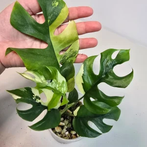 Variegated Rhaphidophora Tetrasperma Albo Live Plant - Mini Monstera Houseplant - Image 2