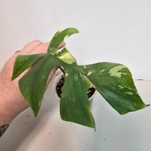 Variegated Rhaphidophora Tetrasperma Albo Live Plant - Mini Monstera Rare Indoor - Image 2