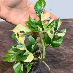 Variegated Rhaphidophora Tetrasperma Albo Live Plant – Mini Monstera Potted Houseplant - Image 3