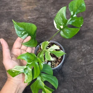 Variegated Rhaphidophora Tetrasperma Albo Live Plant – Mini Monstera Potted Houseplant - Image 3