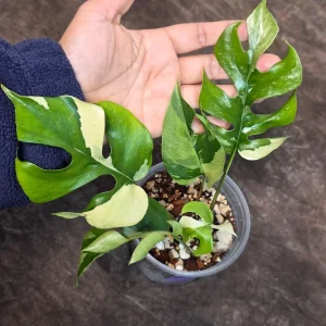 Variegated Rhaphidophora Tetrasperma Albo Live Plant - Mini Monstera Houseplant - Image 3