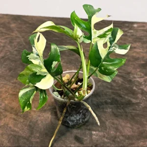 Variegated Rhaphidophora Tetrasperma Albo Live Plant - Mini Monstera - Exact Collector Plant - Image 3