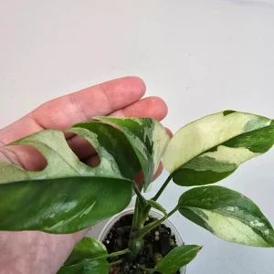 Variegated Rhaphidophora Tetrasperma Albo Live Plant - Mini Monstera Houseplant - Image 3