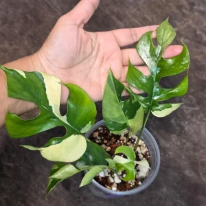 Variegated Rhaphidophora Tetrasperma Albo Live Plant - Mini Monstera - Indoor - Image 4