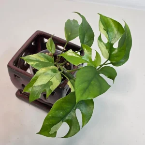 Variegated Rhaphidophora Tetrasperma Albo Live Plant - Mini Monstera - Image 4
