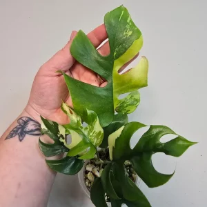 Variegated Rhaphidophora Tetrasperma Albo Live Plant - Mini Monstera Houseplant - Image 4