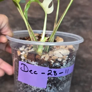 Variegated Rhaphidophora Tetrasperma Albo Live Plant - Mini Monstera Houseplant - Image 5