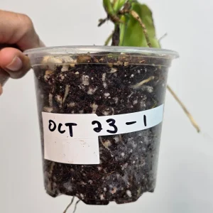 Variegated Rhaphidophora Tetrasperma Albo Live Plant - Mini Monstera - Image 5