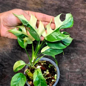 Variegated Rhaphidophora Tetrasperma Albo Live Plant - Mini Monstera Houseplant - Image 5