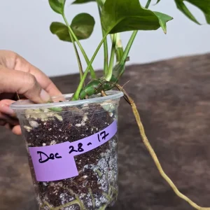 Variegated Rhaphidophora Tetrasperma Albo Live Plant – Mini Monstera Potted Houseplant - Image 6