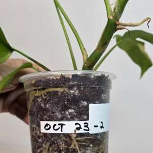 Variegated Rhaphidophora Tetrasperma Albo Live Plant - Mini Monstera - Indoor - Image 6