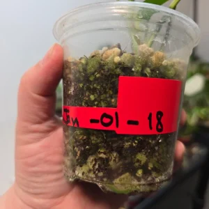 Variegated Rhaphidophora Tetrasperma Albo Live Plant - Mini Monstera Houseplant - Image 6