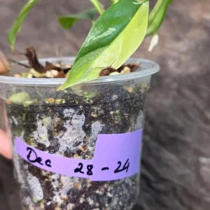 Variegated Rhaphidophora Tetrasperma Albo Live Plant - Mini Monstera Houseplant - Image 7