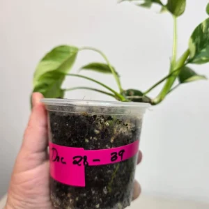 Variegated Rhaphidophora Tetrasperma Live Plant - Exact Plant - Indoor Houseplant - Image 4