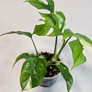 Variegated Rhaphidophora Tetrasperma Live Plant - Rare Collector Houseplant - Image 2