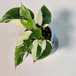 Variegated Rhaphidophora Tetrasperma Live Plant - Rare Houseplant Collector Gift - Image 3