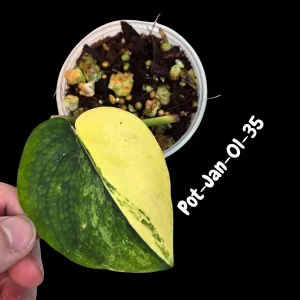 Variegated Scindapsus Jade Satin Live Plant - Rare Aroid Houseplant - Image 10