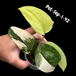 Variegated Scindapsus Jade Satin Live Plant - Rare Aroid Houseplant - Image 2