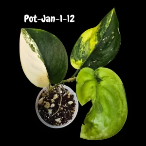 Variegated Scindapsus Jade Satin Live Plant - Rare Aroid Houseplant - Image 3